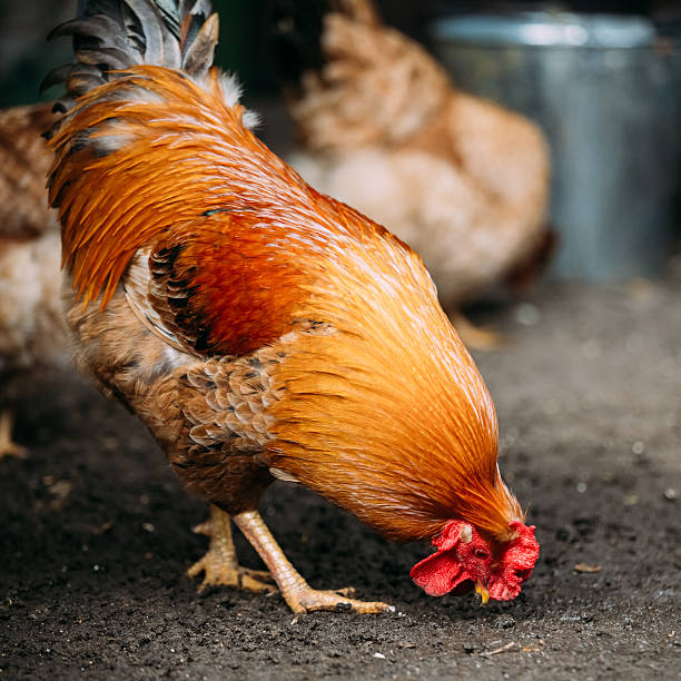 istock Brown red free chicken rooster in rustic farm 496689818