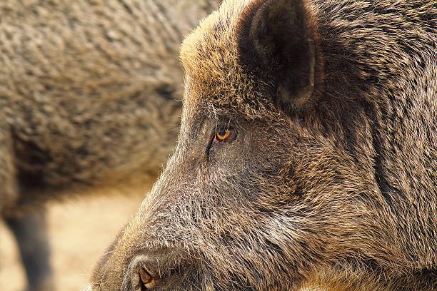 istock close up of wild boar head 496690218