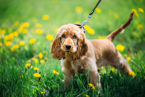 Funny Red English Cocker Spaniel Dog In Green Grass Funny Red English Cocker Spaniel Dog In Green Grass in Park Outdoor cocker spaniel stock pictures, royalty-free photos & images