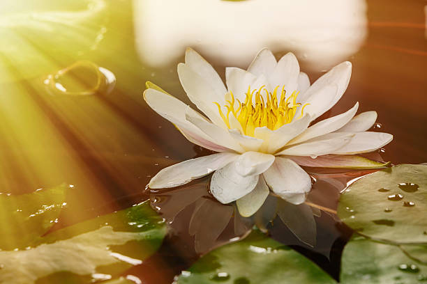 istock waterlily flower blooming in the pond 496699410
