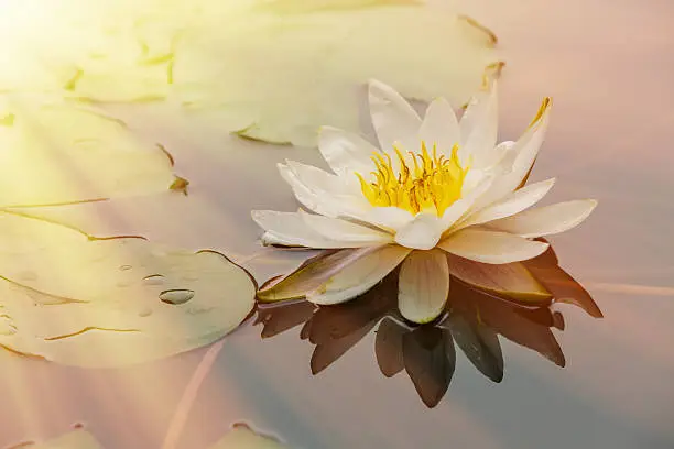Beautiful  waterlily flower blooming in the pond