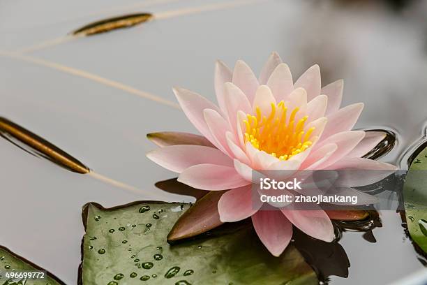 Waterlily Flower Blooming In The Pond Stock Photo - Download Image Now - Pond, Water Lily, 2015