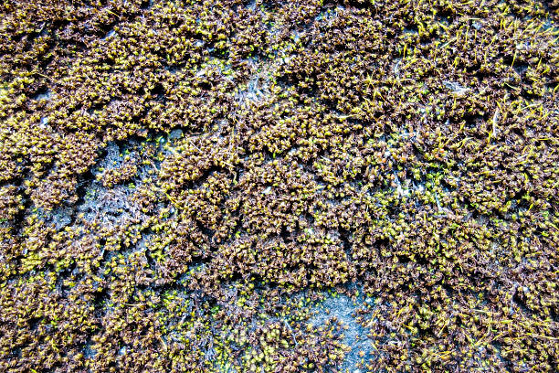 istock Moss and small plants on the rock 496699778