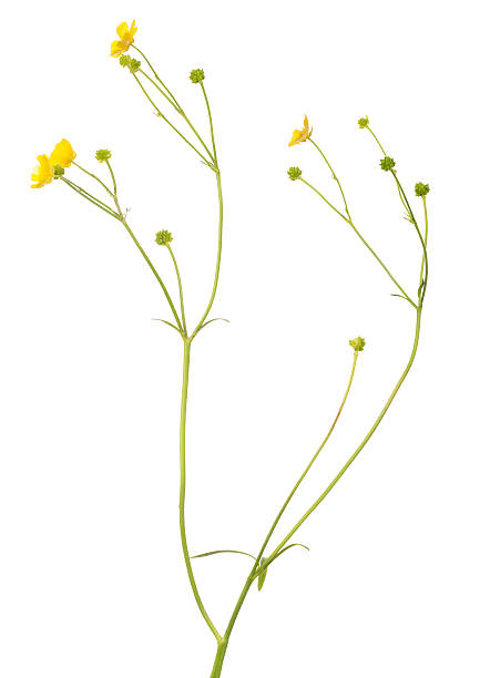 istock small golden buttercup blooms on long stems 496700402