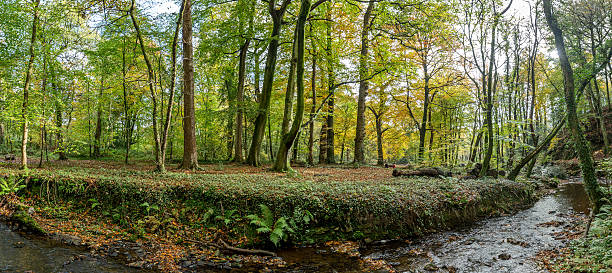 istock Green shady woodland path Autumn in UK 496700466