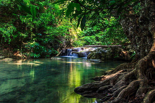 에라완폭포 - waterfall erawan tropical rainforest tree 뉴스 사진 이미지