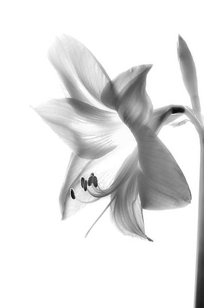 istock Amarilis flower in black and white 496700589