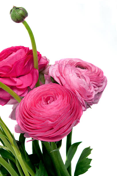 istock Persian buttercup flowers (ranunculus) 496700765
