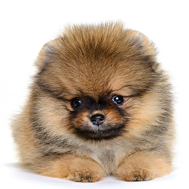 istock pomeranian puppy 496700769