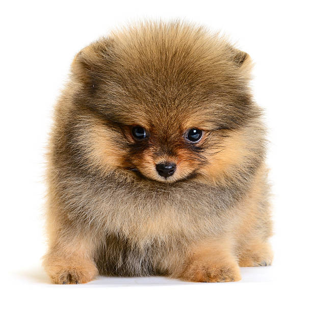 istock pomeranian puppy 496700771