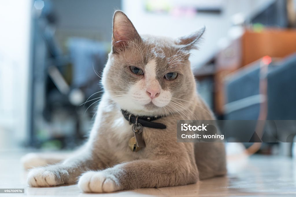 closed up the fatty grey cat is looking something 2015 Stock Photo