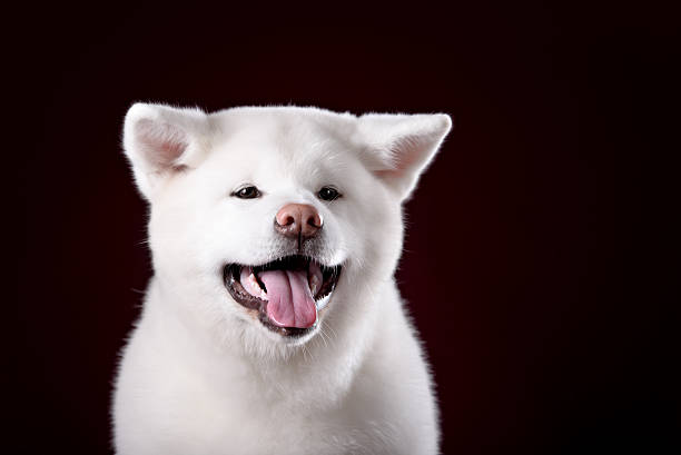 istock Beautiful Akita Inu puppy 496701054