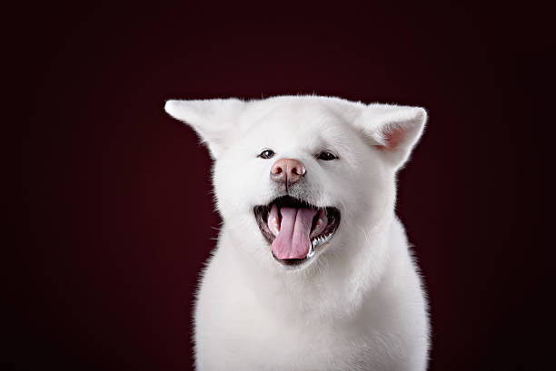 istock Beautiful Akita Inu puppy 496701072