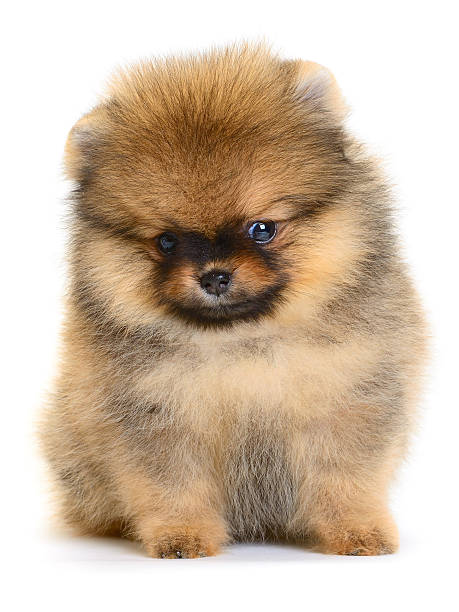 istock pomeranian puppy 496701235