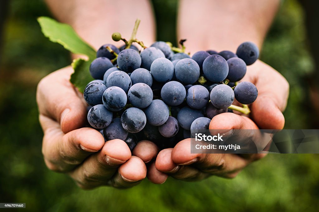 Récolte des raisins - Photo de Raisin libre de droits