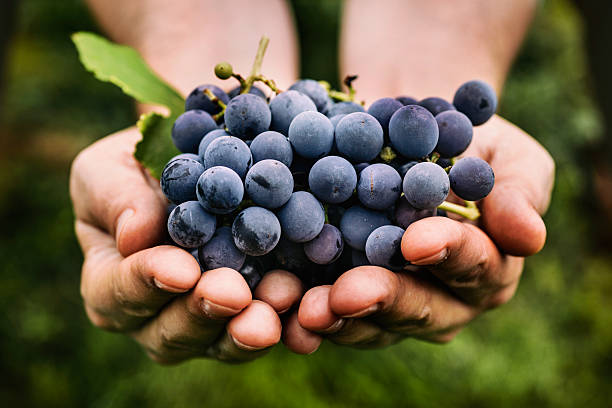 Grapes harvest Grapes harvest. Farmers hands with freshly harvested black grapes. grape stock pictures, royalty-free photos & images