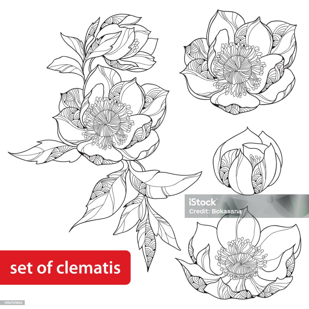 Set of Clematis flower isolated on white background Set of Clematis flower isolated on white background. 2015 stock vector