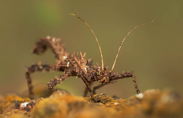 istock Stick Insect in Malaysia 496702481
