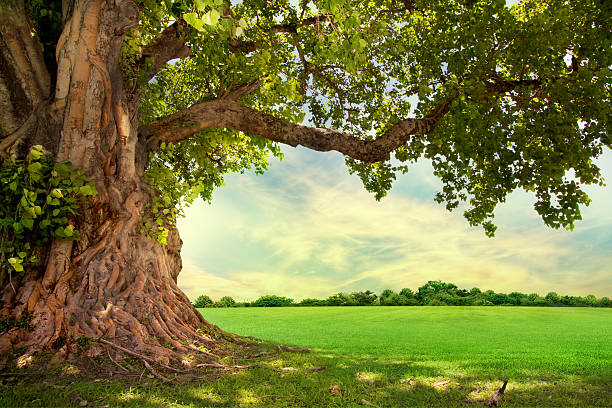 big tree Spring meadow with big tree with fresh green leaves oak tree stock pictures, royalty-free photos & images