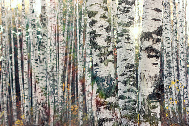Birch forest. Sunny forest background. stock photo