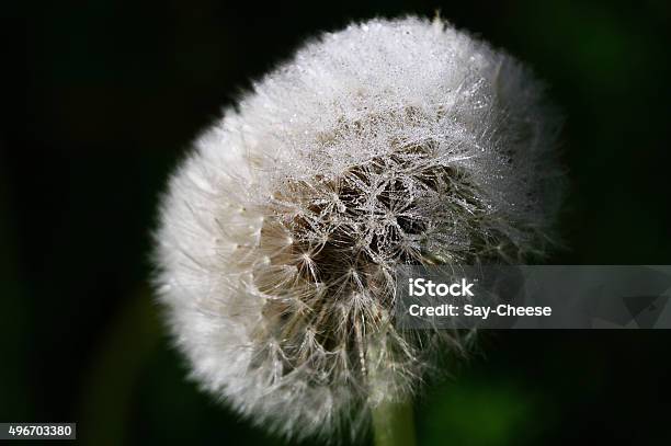 Mature Dandelion Shrouded By Dew Stock Photo - Download Image Now - 2015, Art, Art And Craft