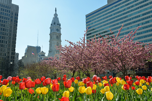 Philadelphia, USA - April 26, 2014. Blooming flowers in downtown Philadelphia with view of City Hall. Philadelphia is the largest city in the State of Pennsylvania. The city attracts tourists with historic landmarks like Independence Hall and Fairmount Water Works.