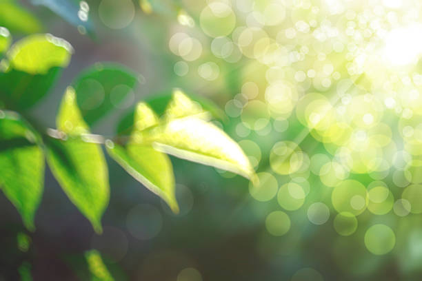 istock abstract natural blur background, defocused leaves, bokeh 496703964