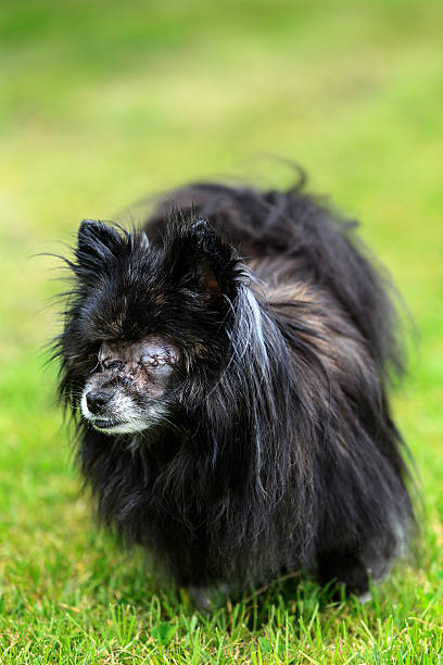 istock Blind dog with its eyes sewn shut after an operation 496704569