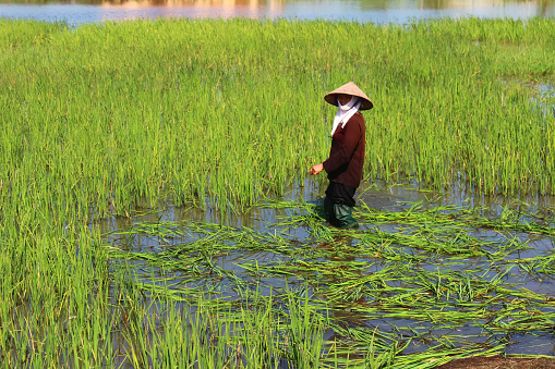 Haiduong, Vietnam - August 26, 2014: peasant woman cutting rice in the field