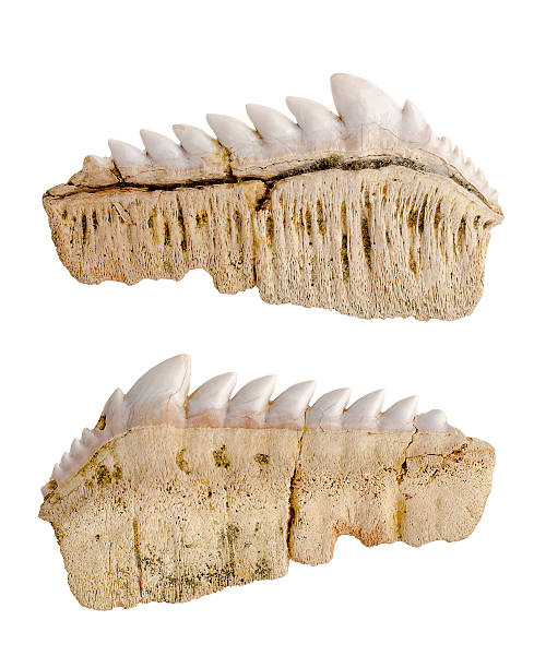 paleontologia.  notidanus.  fossil fossilized denti di squalo.  isolato su bianco. - spinarolo immagine foto e immagini stock