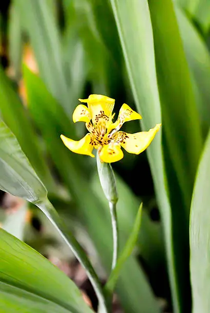 iris flower in the garden