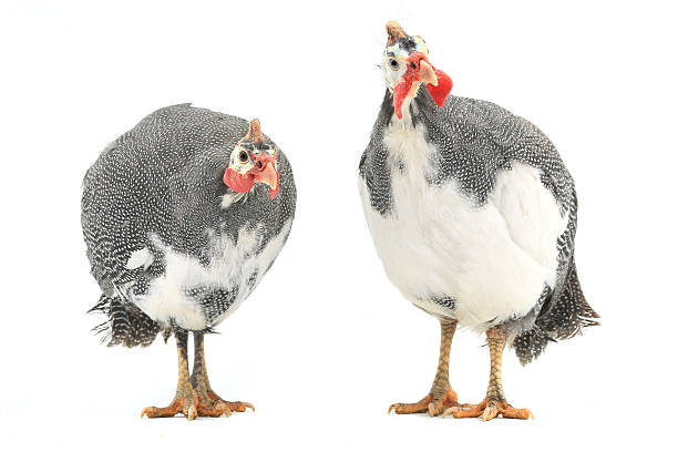 Guinea fowl Guinea fowls (Numida meleagris) isolated on a white background in studio. guinea fowl stock pictures, royalty-free photos & images