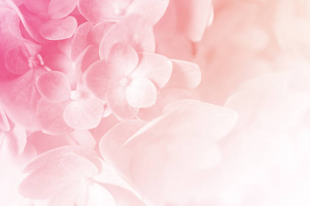 강렬함 백색과 수국 in 희미함 주말뿐이라도 - rose pink flower single flower ��뉴스 사진 이미지
