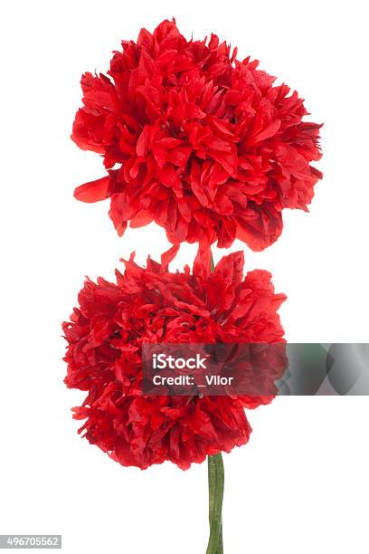 Poppy Stock Photo - Download Image Now - 2015, Annual - Plant Attribute, Bunch of Flowers