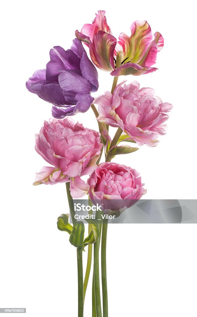 Tulipe - Photo de Fleur - Flore libre de droits