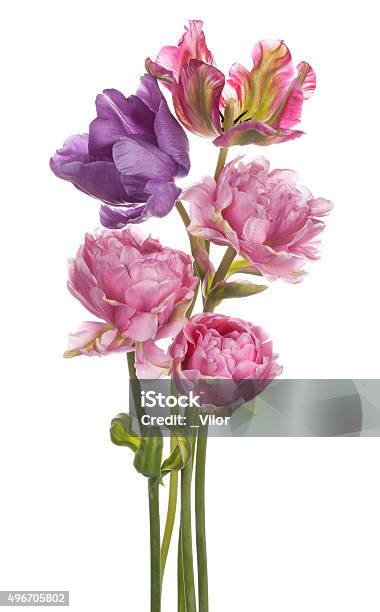 Photo libre de droit de Tulipe banque d'images et plus d'images libres de droit de Fleur - Flore - Fleur - Flore, Fond blanc, Bouquet de fleurs