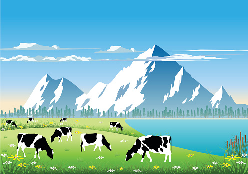 Holstein Cattle  in a Mountain Field.