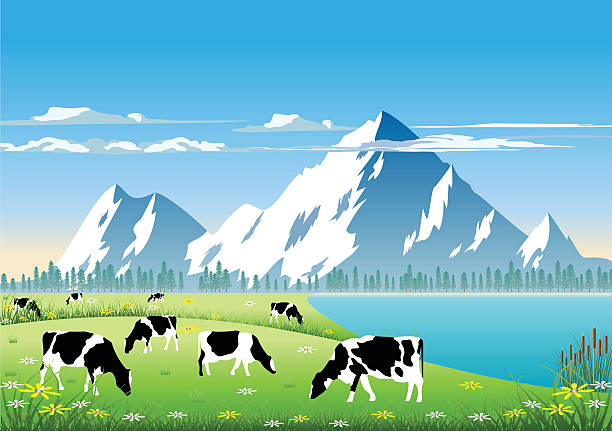Mountain Pasture Holstein Cattle  in a Mountain Field. mountain peak clouds stock illustrations