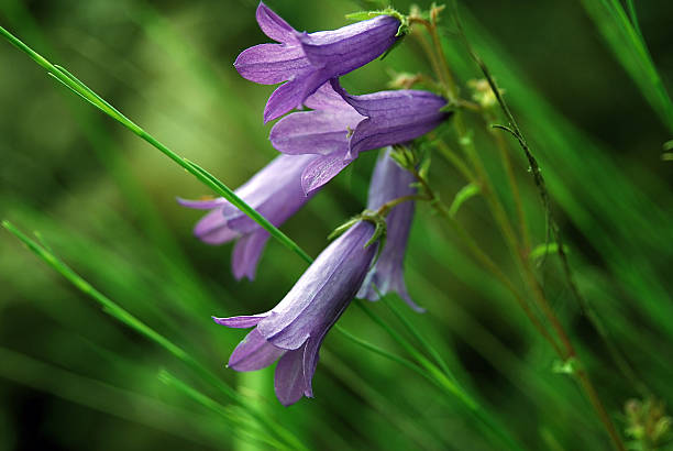 istock wild bluebells in nature 496706523