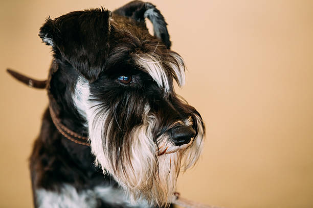 istock Small Miniature Schnauzer Dog Zwergschnauzer 496706922