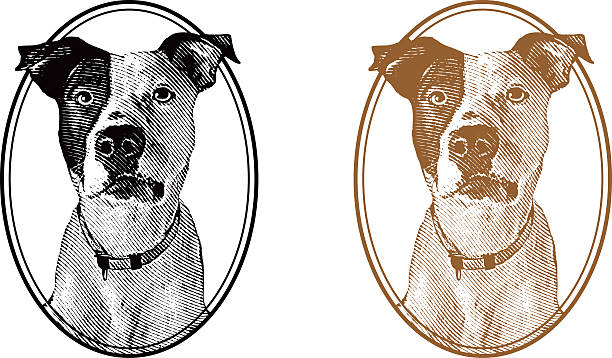 illustrations, cliparts, dessins animés et icônes de chien vintage - animal nose