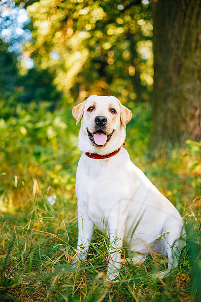 istock White Labrador Retriever Dog Sitting In Green Grass 496707444
