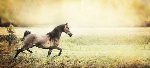 istock strong horse runs trot on the field, retro toned, banner 496708378