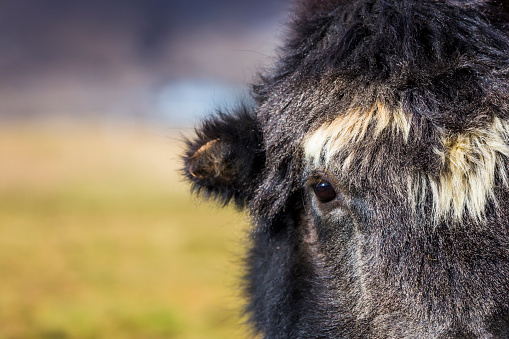 Close-up yak