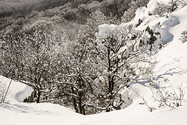 istock Deciduous white forest in winter, natural scene 496709124