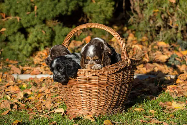 family of English Cocker Spaniel puppy in basket, autumn outdoor sunny day
