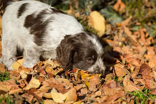 English Cocker Spaniel puppy playing outdoor in autumn sunny day