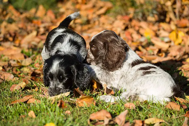 group of english Cocker Spaniel puppies playing outdoor in autumn sunny day