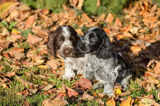 group of english Cocker Spaniel puppies playing outdoor in autumn sunny day