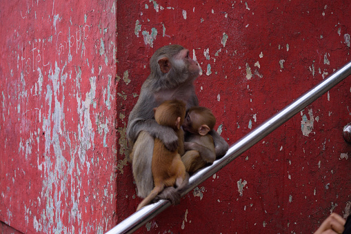 A monkey sitting on a handrail in a town near Bagan in Myanmar, which is famous for it's wild monkeys